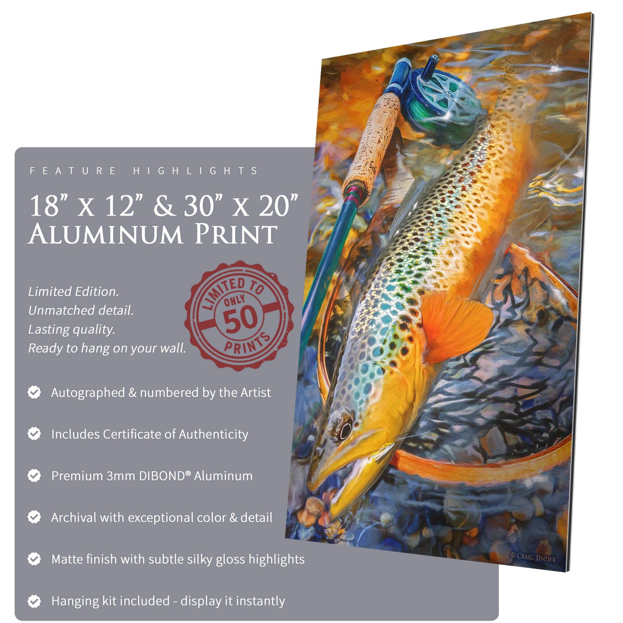 Au Sable Brown Trout