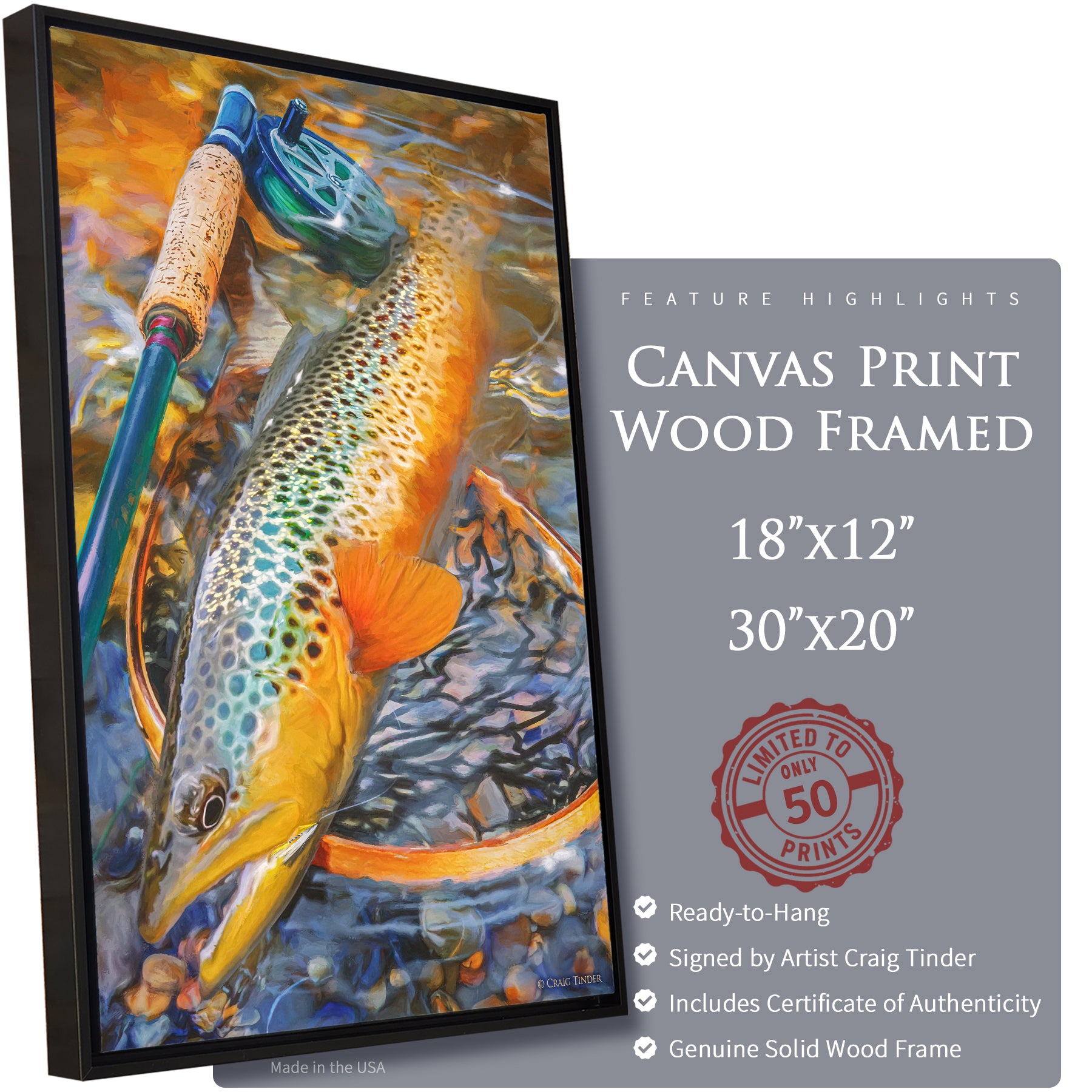 Au Sable Brown Trout