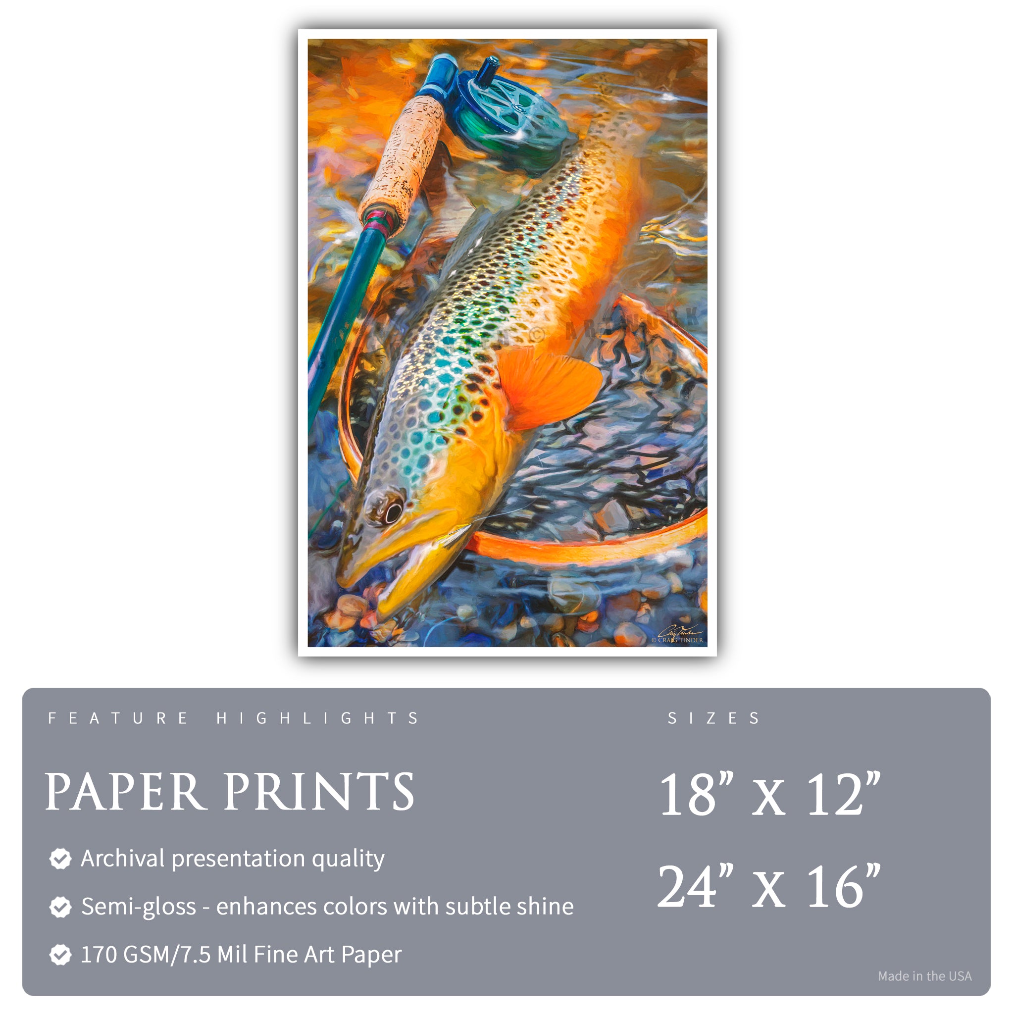 Au Sable Brown Trout