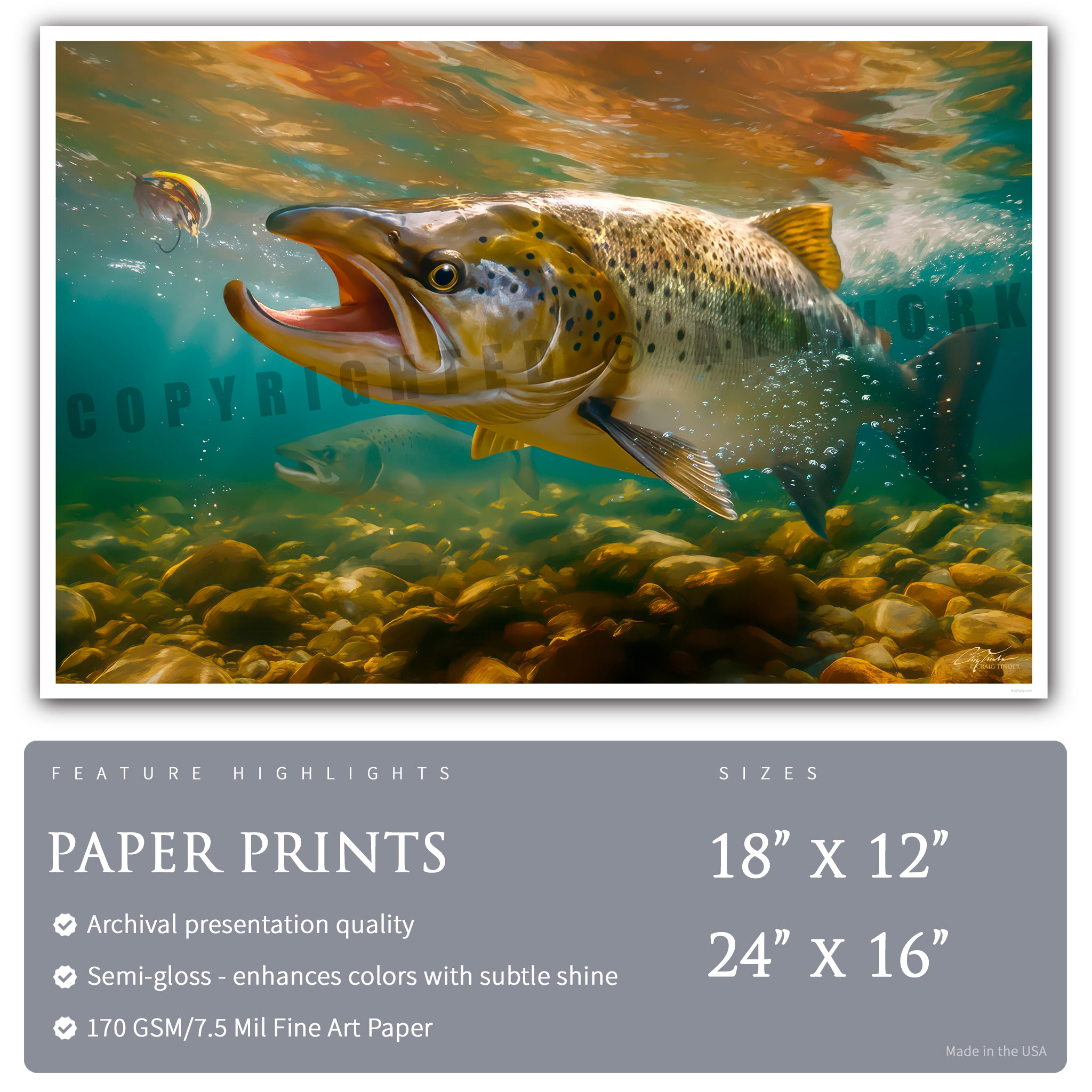 Autumn Run - Atlantic Salmon