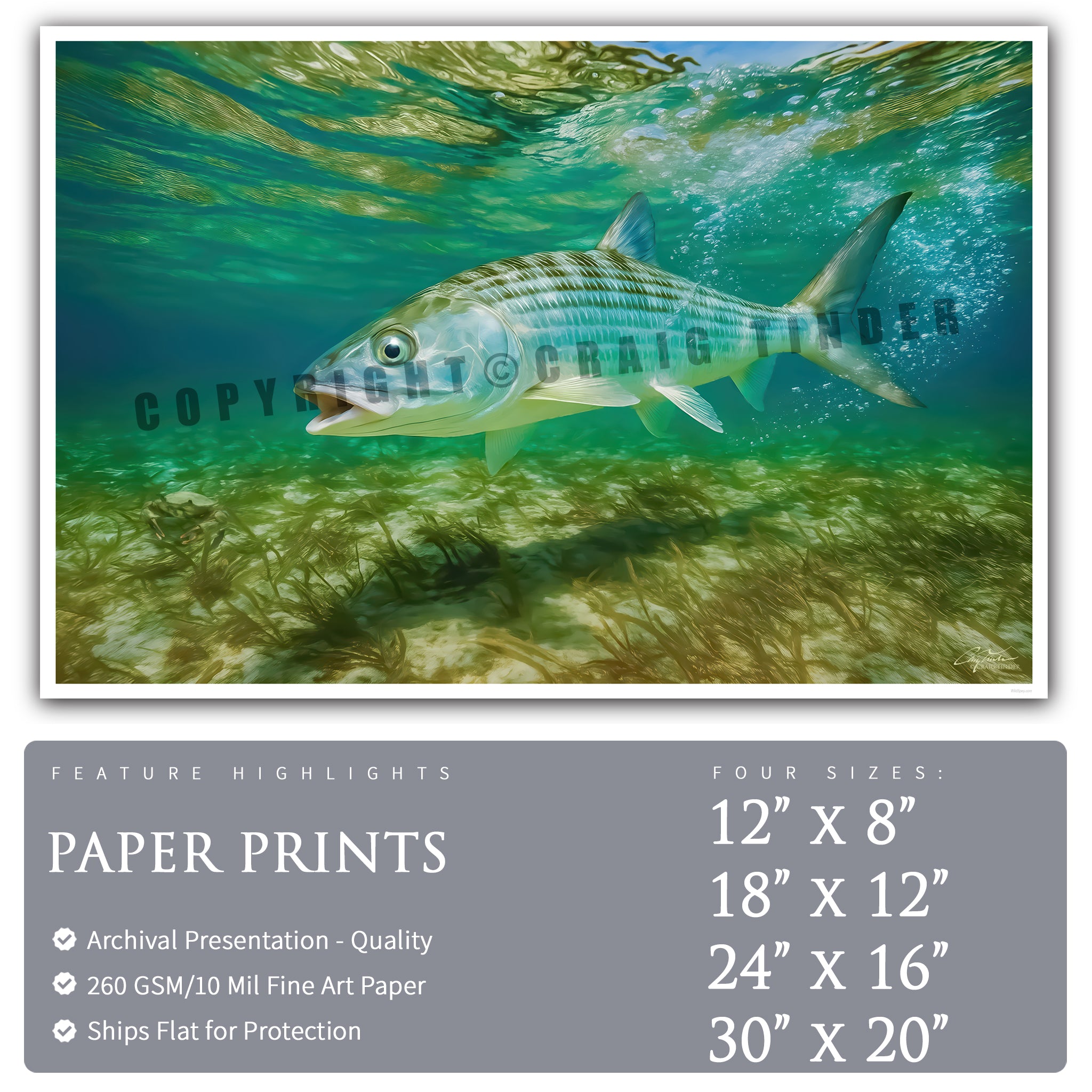 Bahamas Bonefish