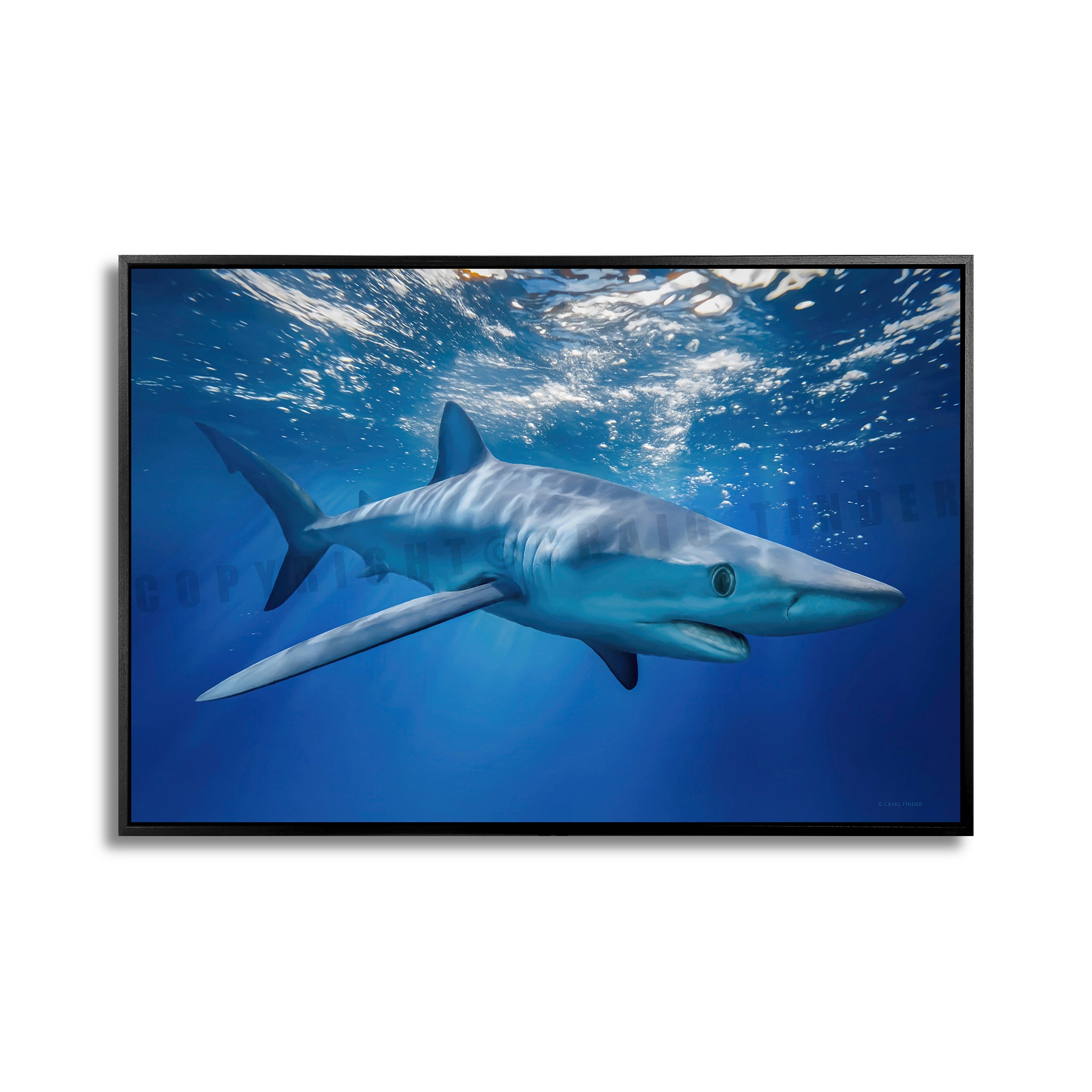 Blue Shark Horizons