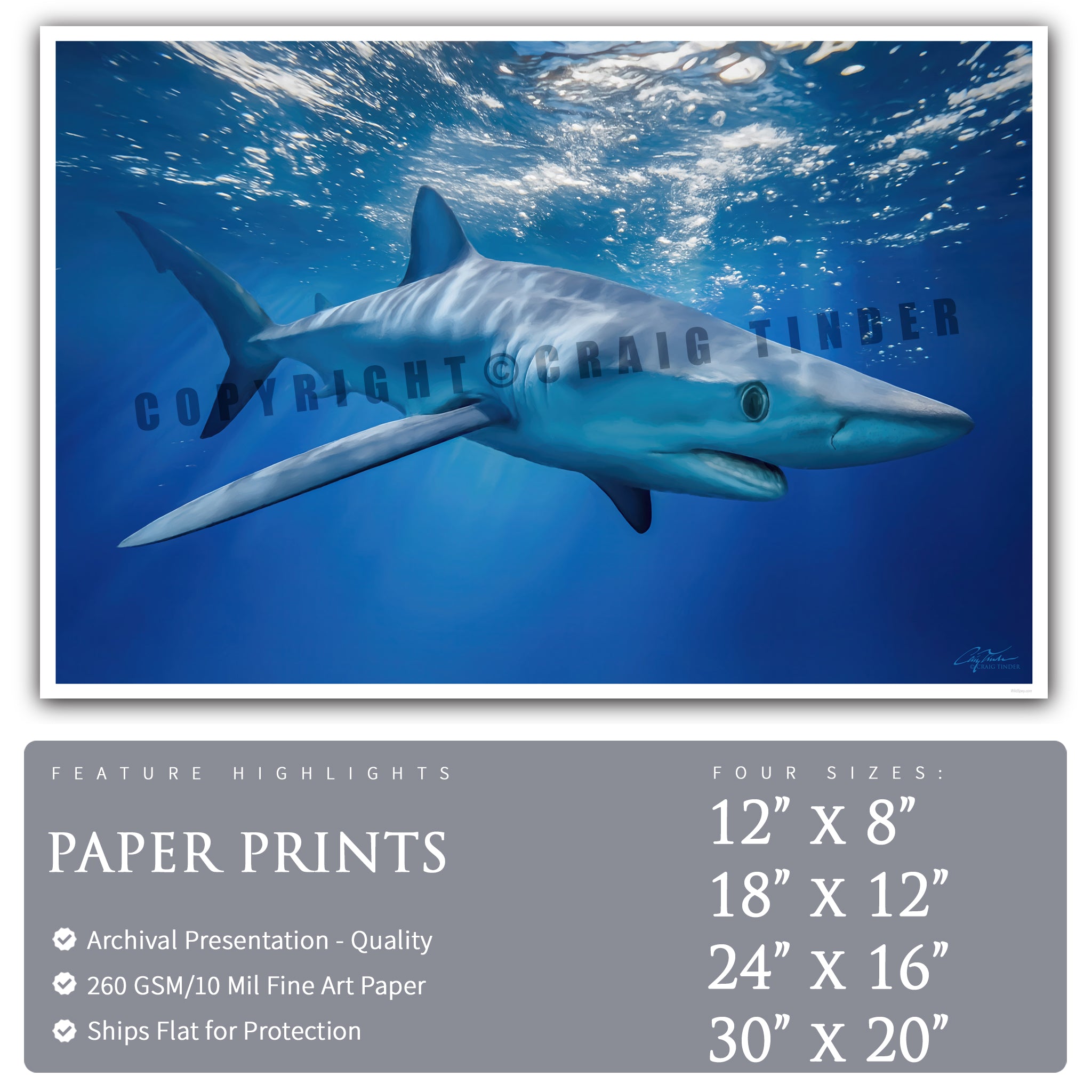Blue Shark Horizons