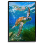 Echoes of the Turtle