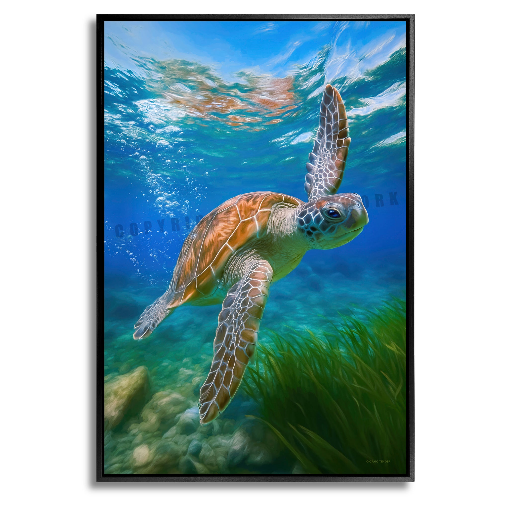 Echoes of the Turtle