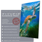 Echoes of the Turtle