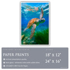 Echoes of the Turtle