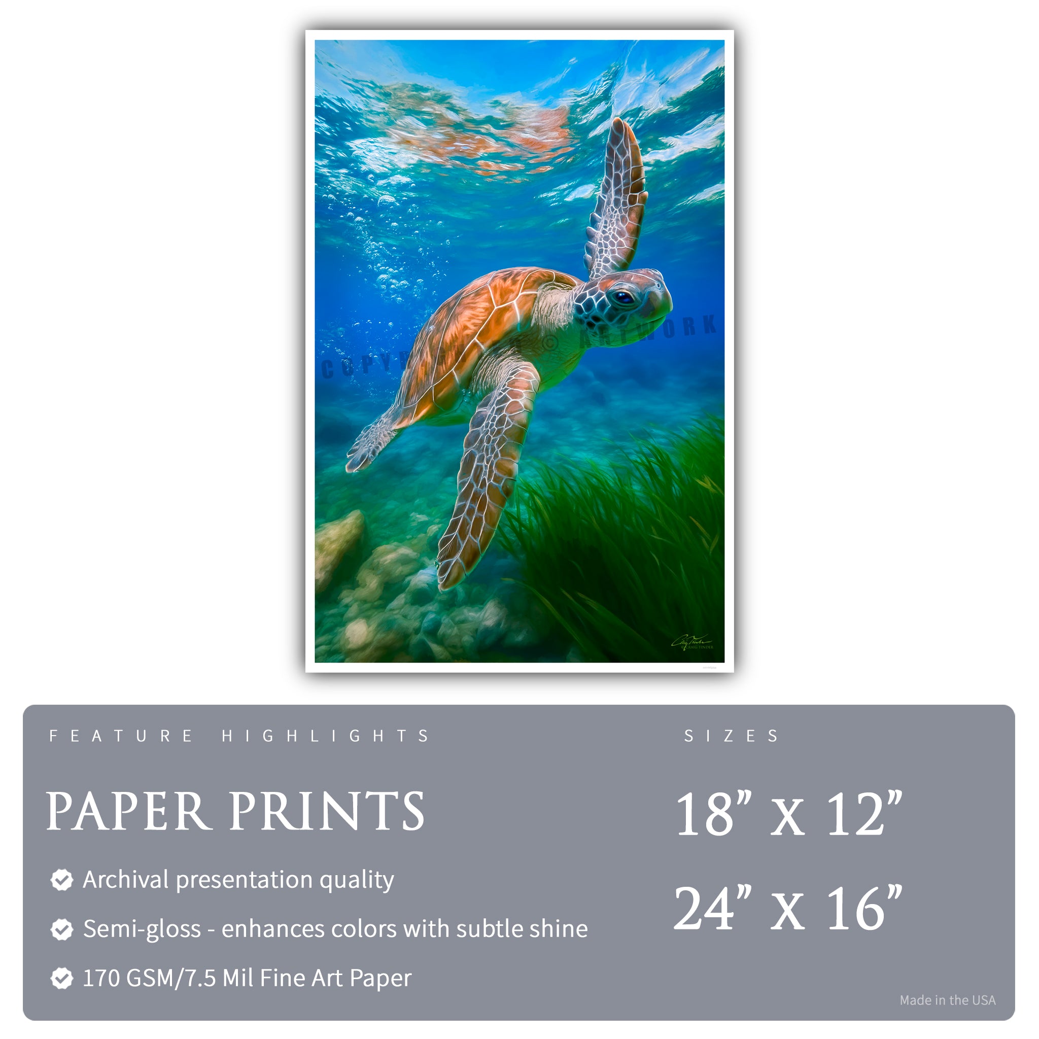 Echoes of the Turtle