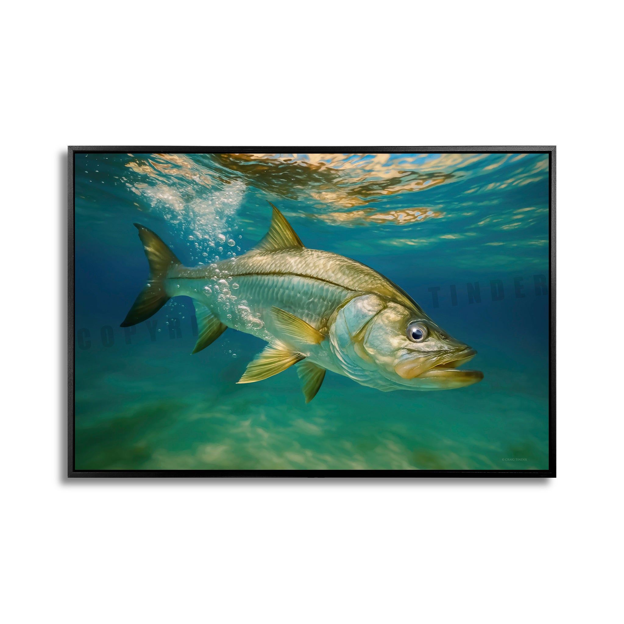 Golden Snook Tides