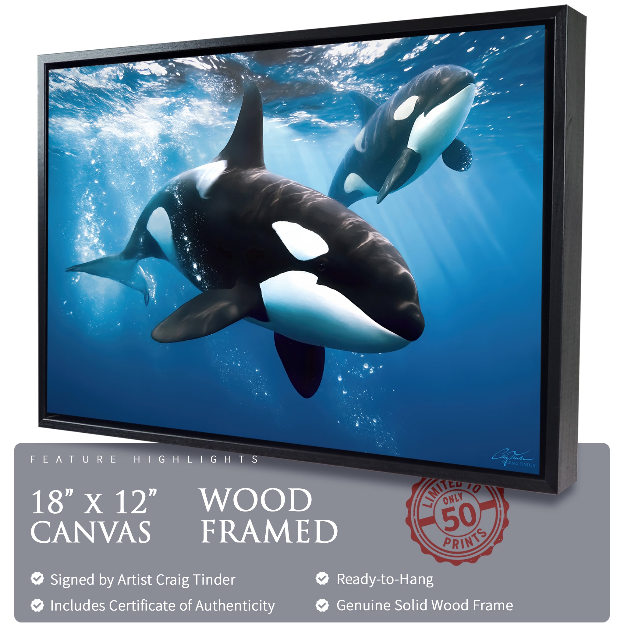 Play of Orcas