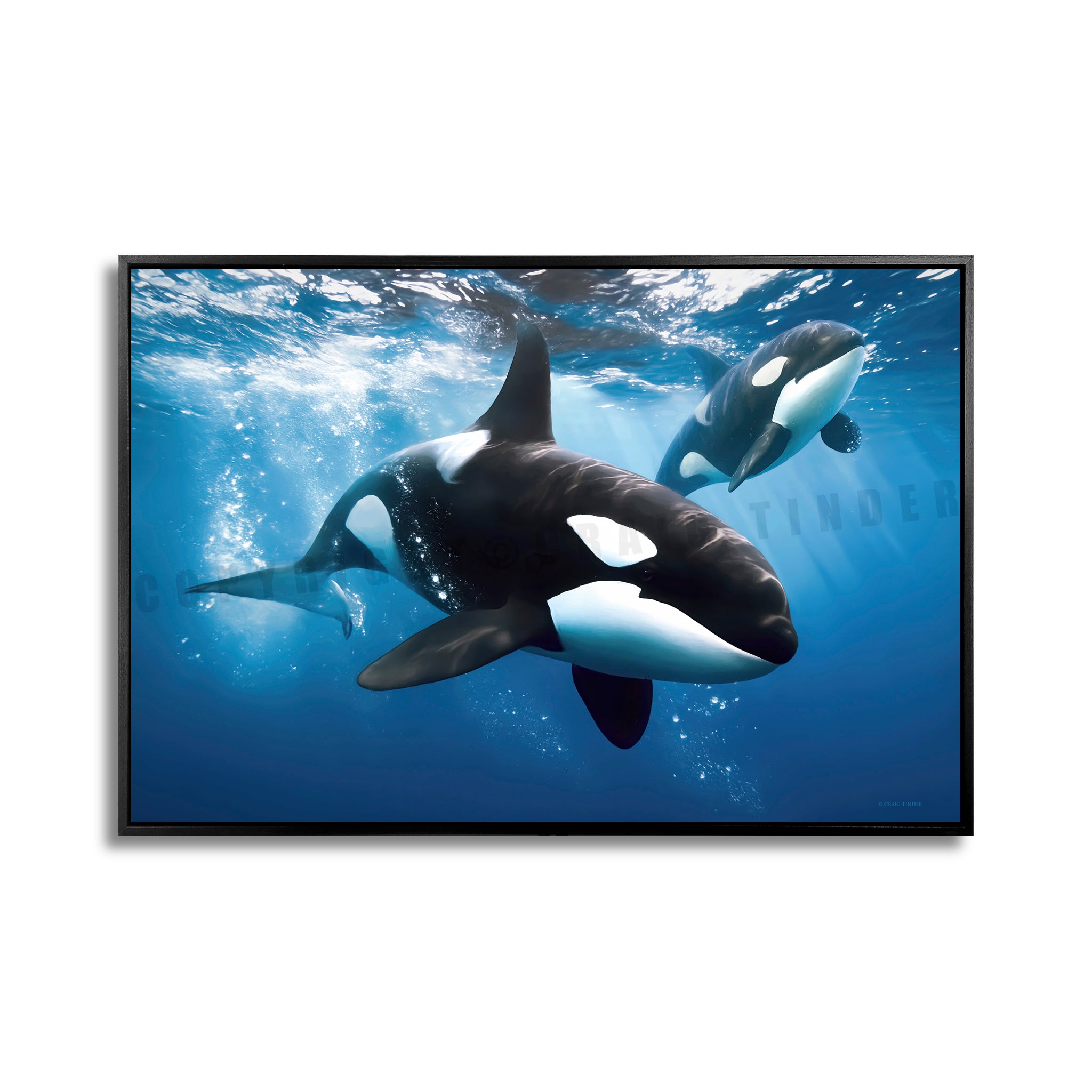 Play of Orcas