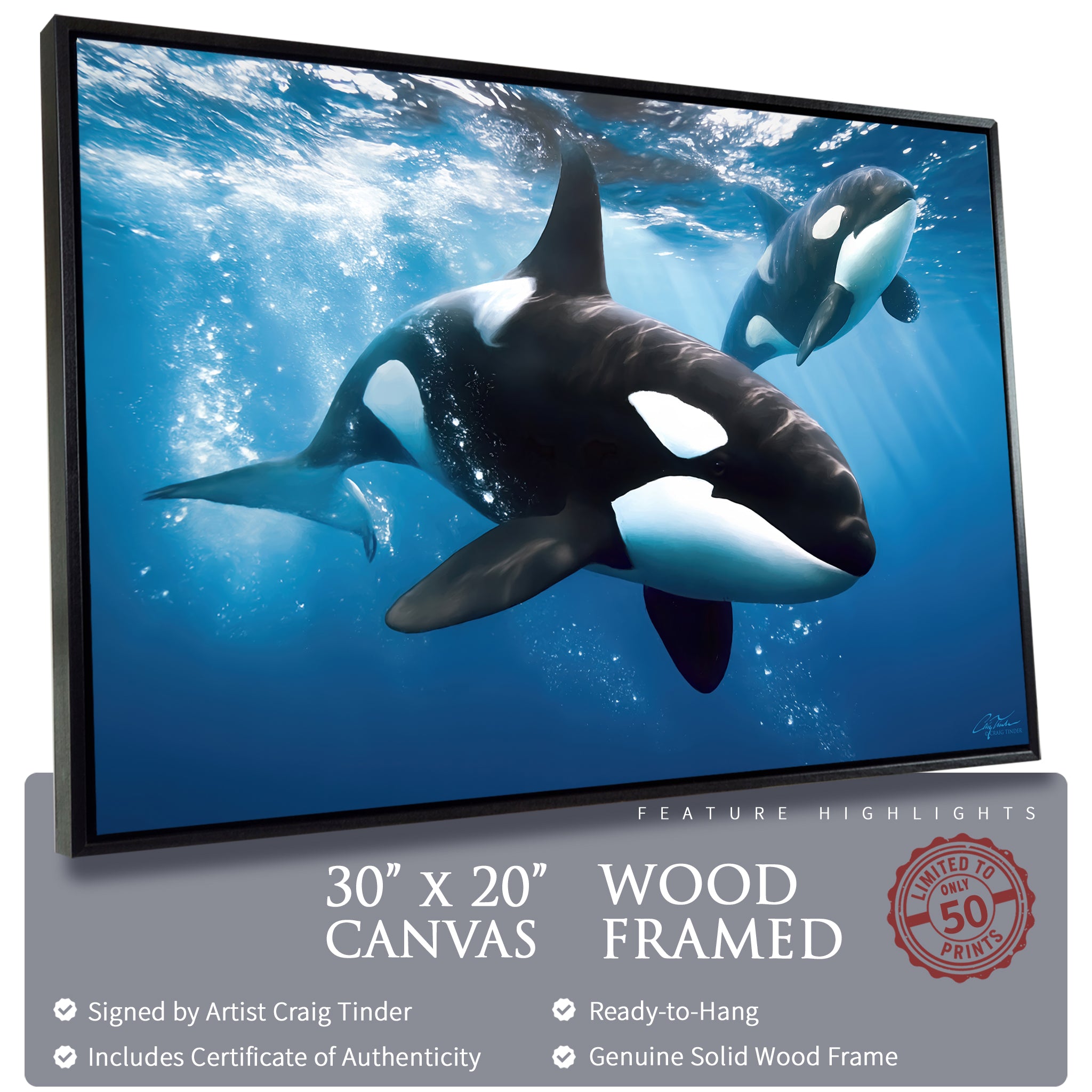Play of Orcas