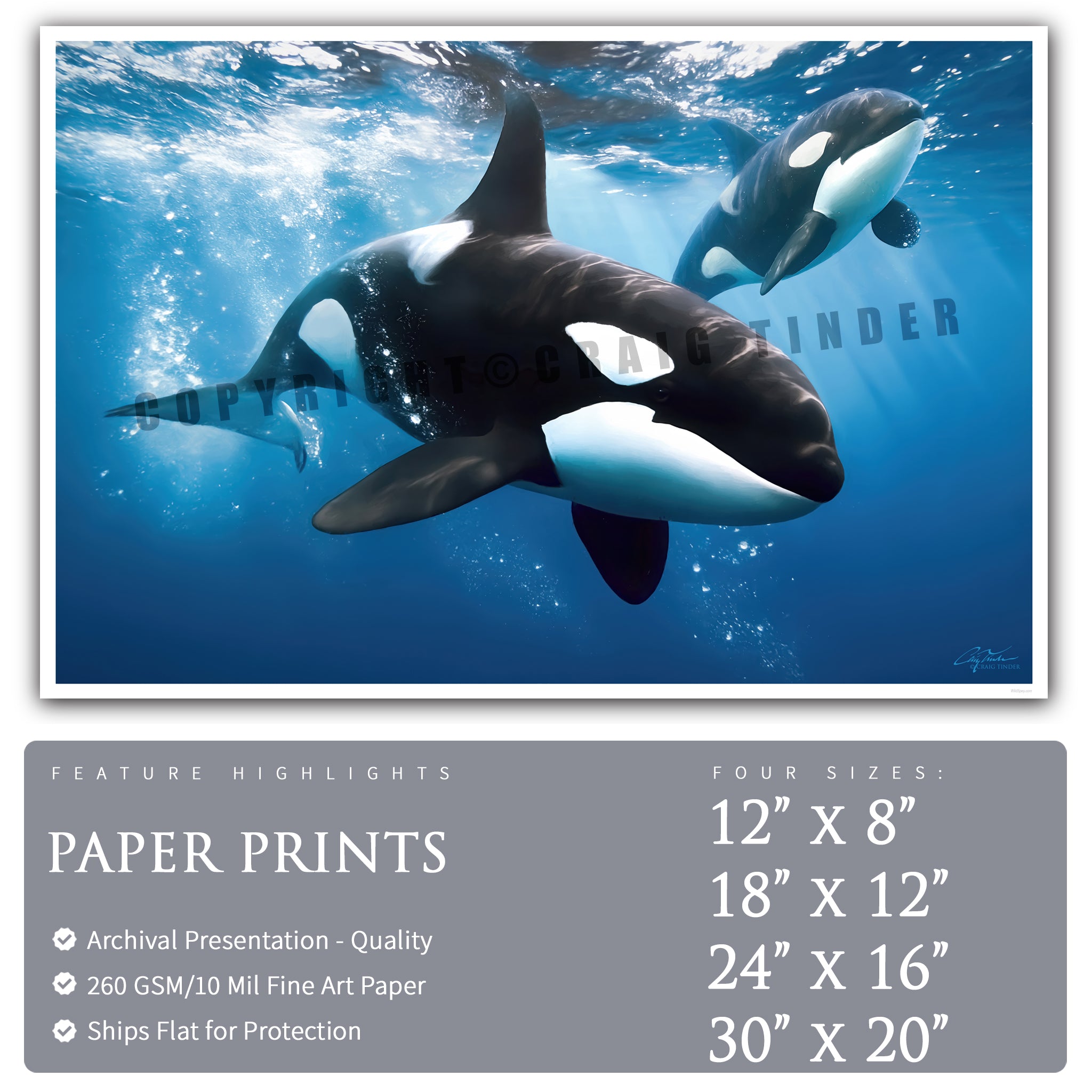 Play of Orcas