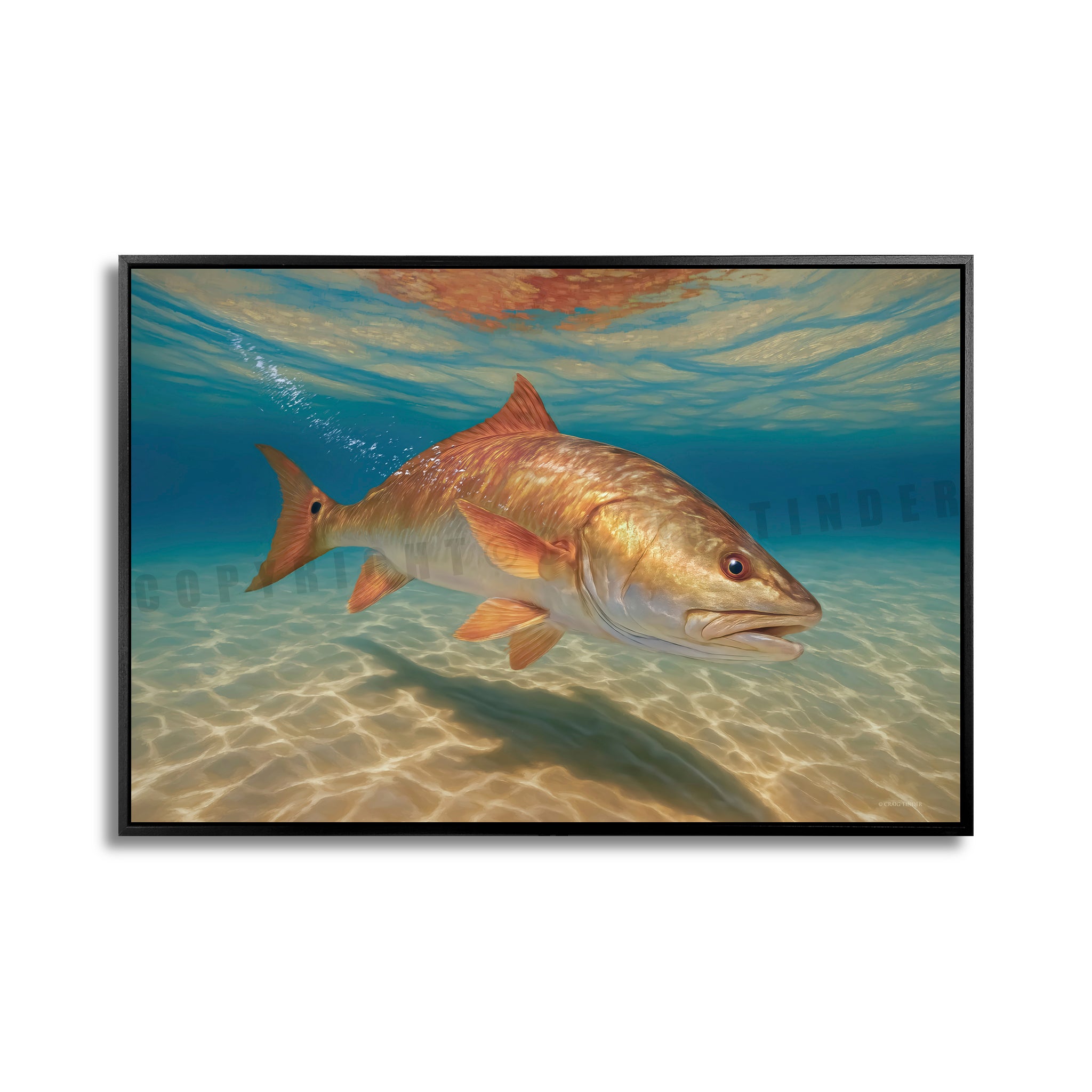 Redfish in the Red