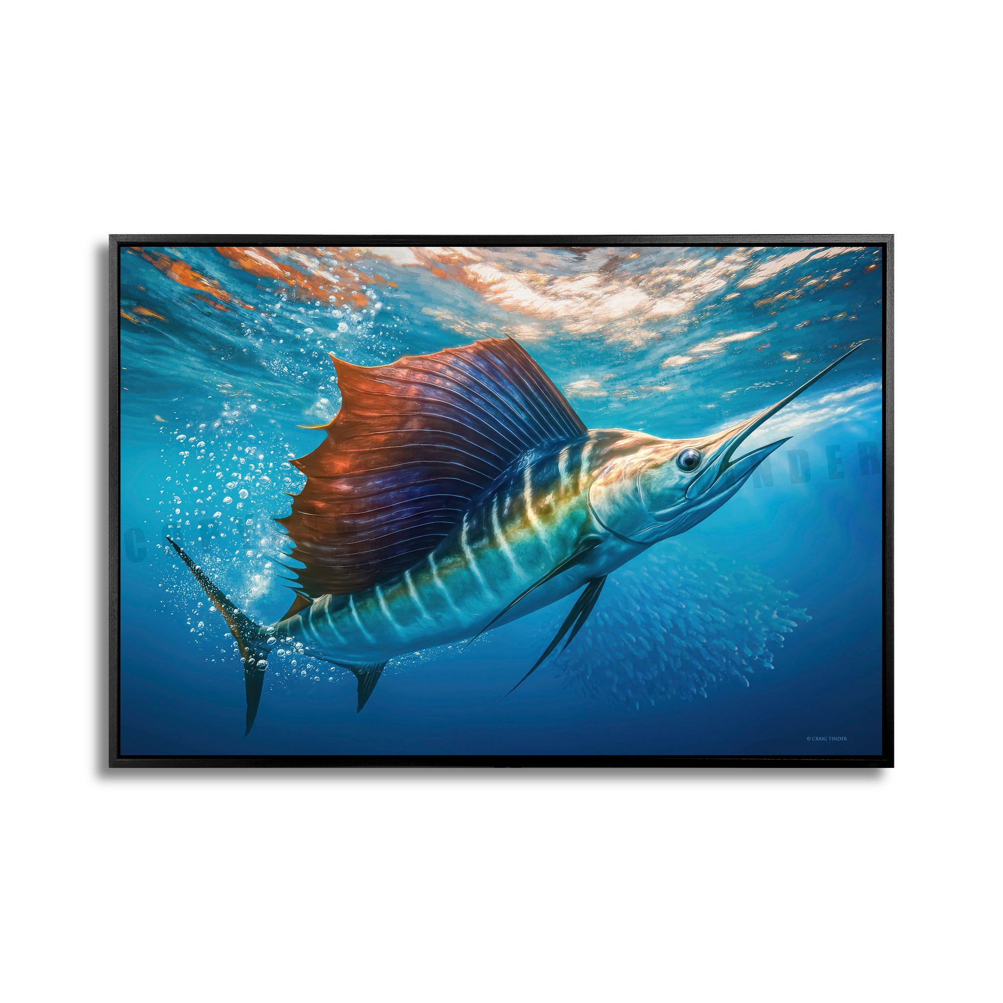 Sailfish Bait Pursuit