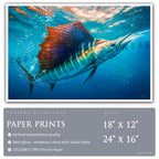 Sailfish Bait Pursuit