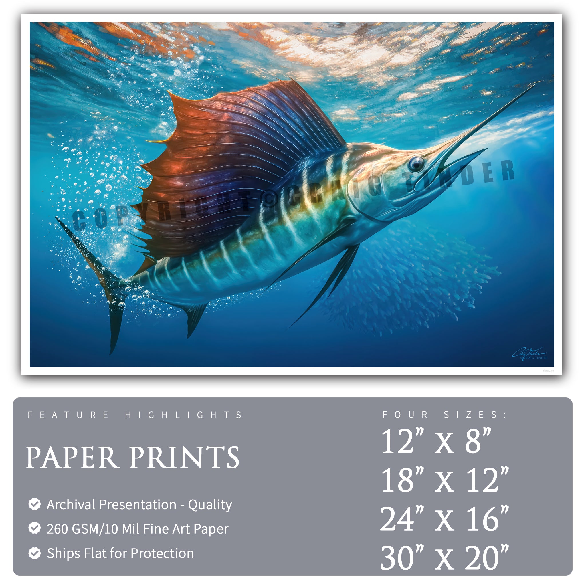 Sailfish Bait Pursuit
